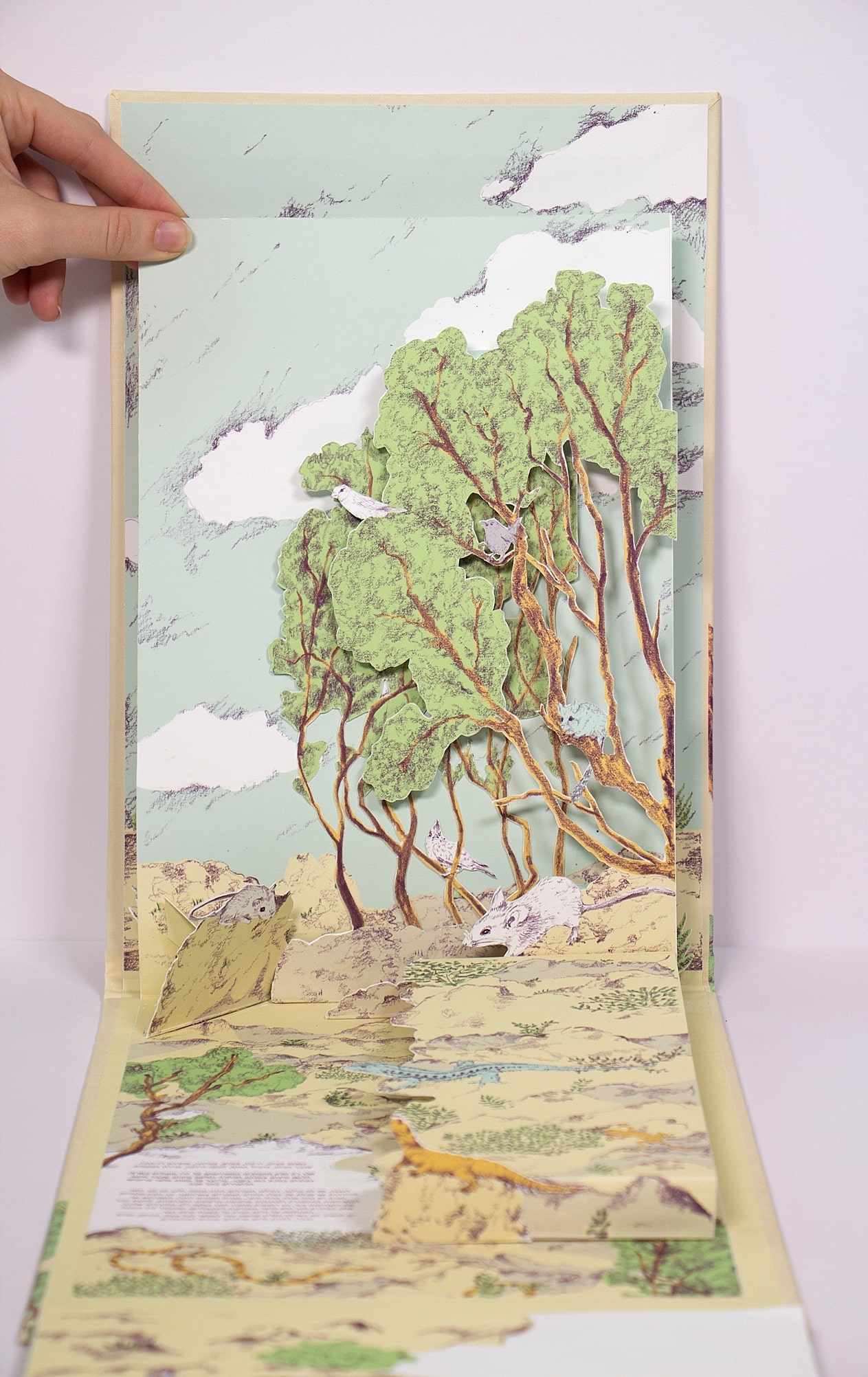 תמר בן ג׳ויה