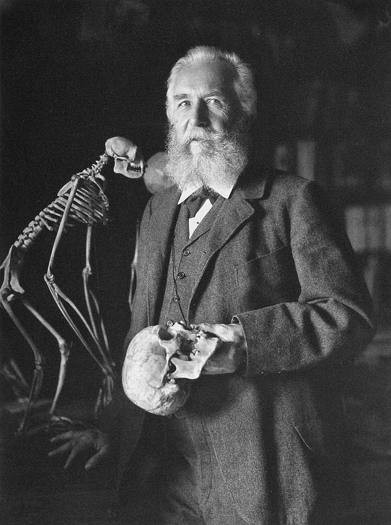 Ernst Haeckel (ויקיפדיה)