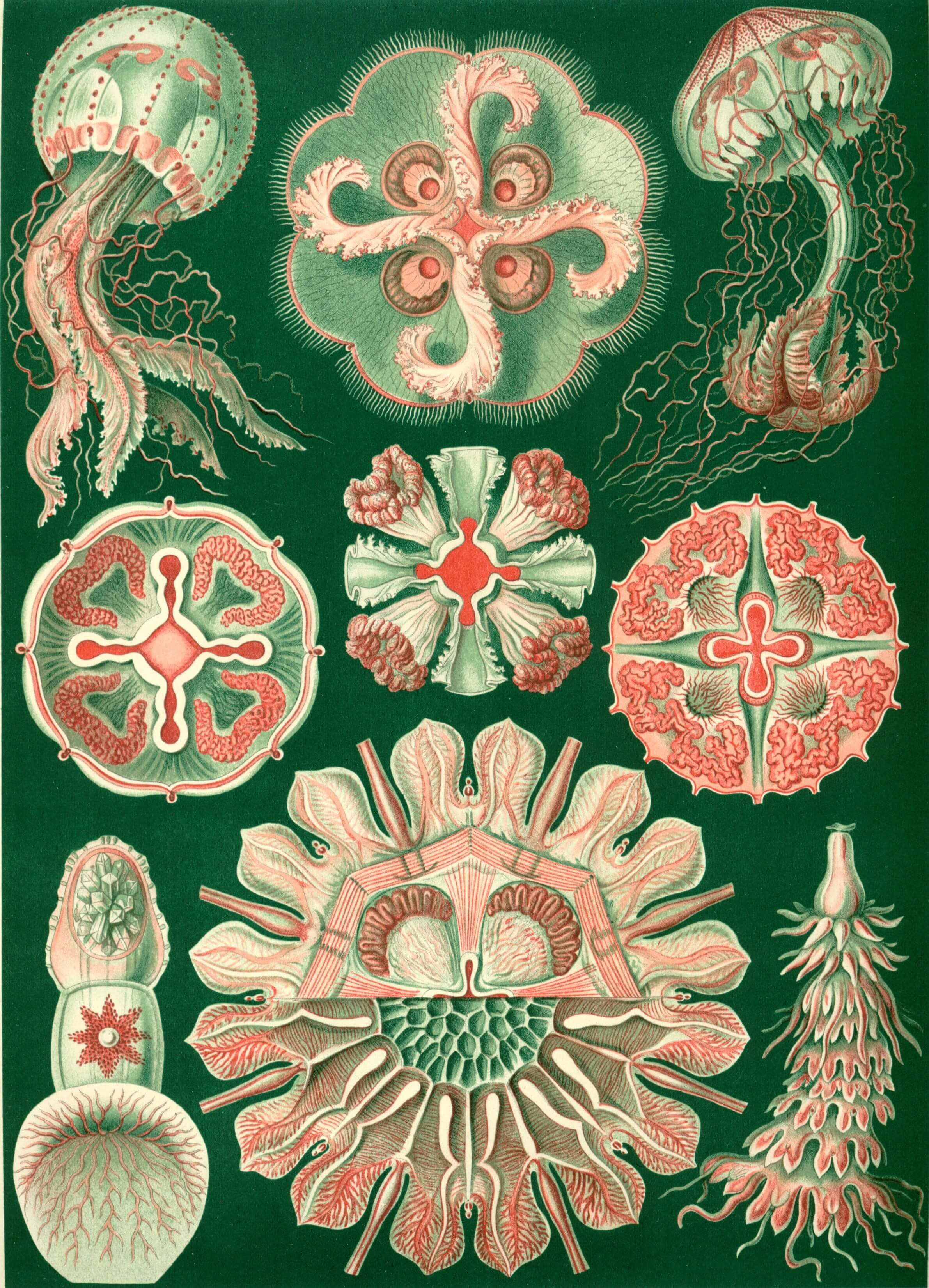 Discomedusae - Ernst Haeckel