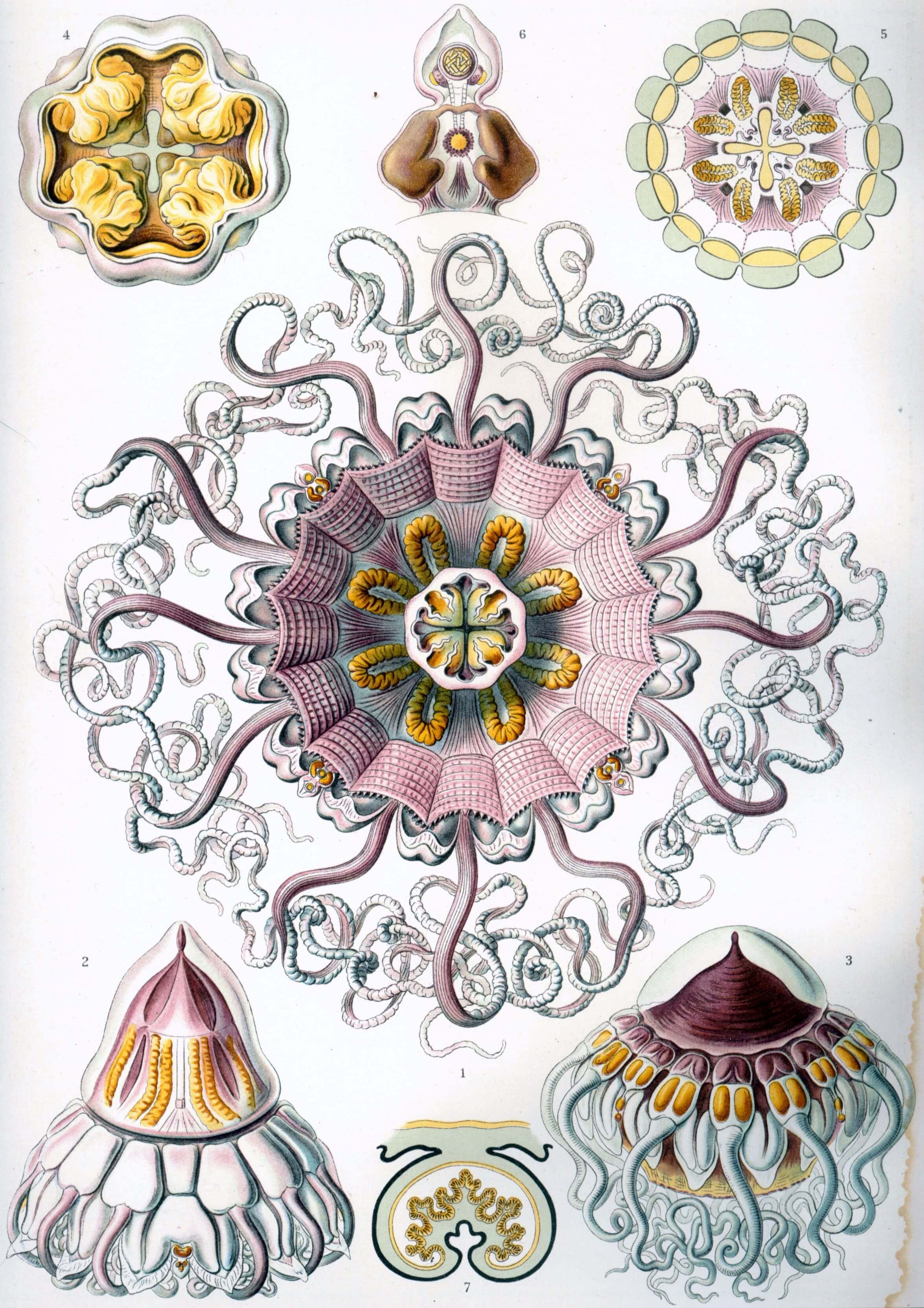 Peromedusae - Ernst Haeckel