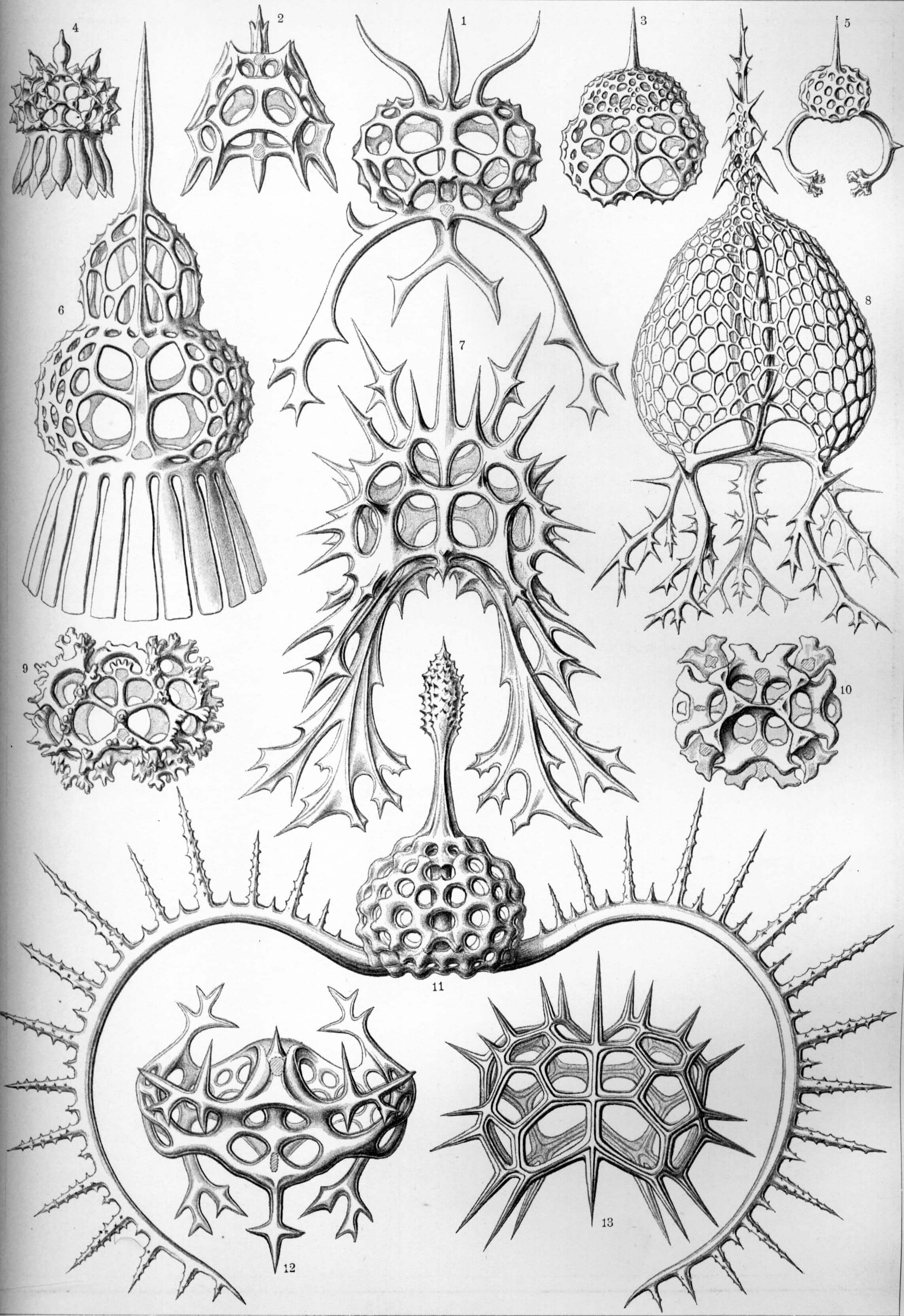 Spyroidea - Ernst Haeckel