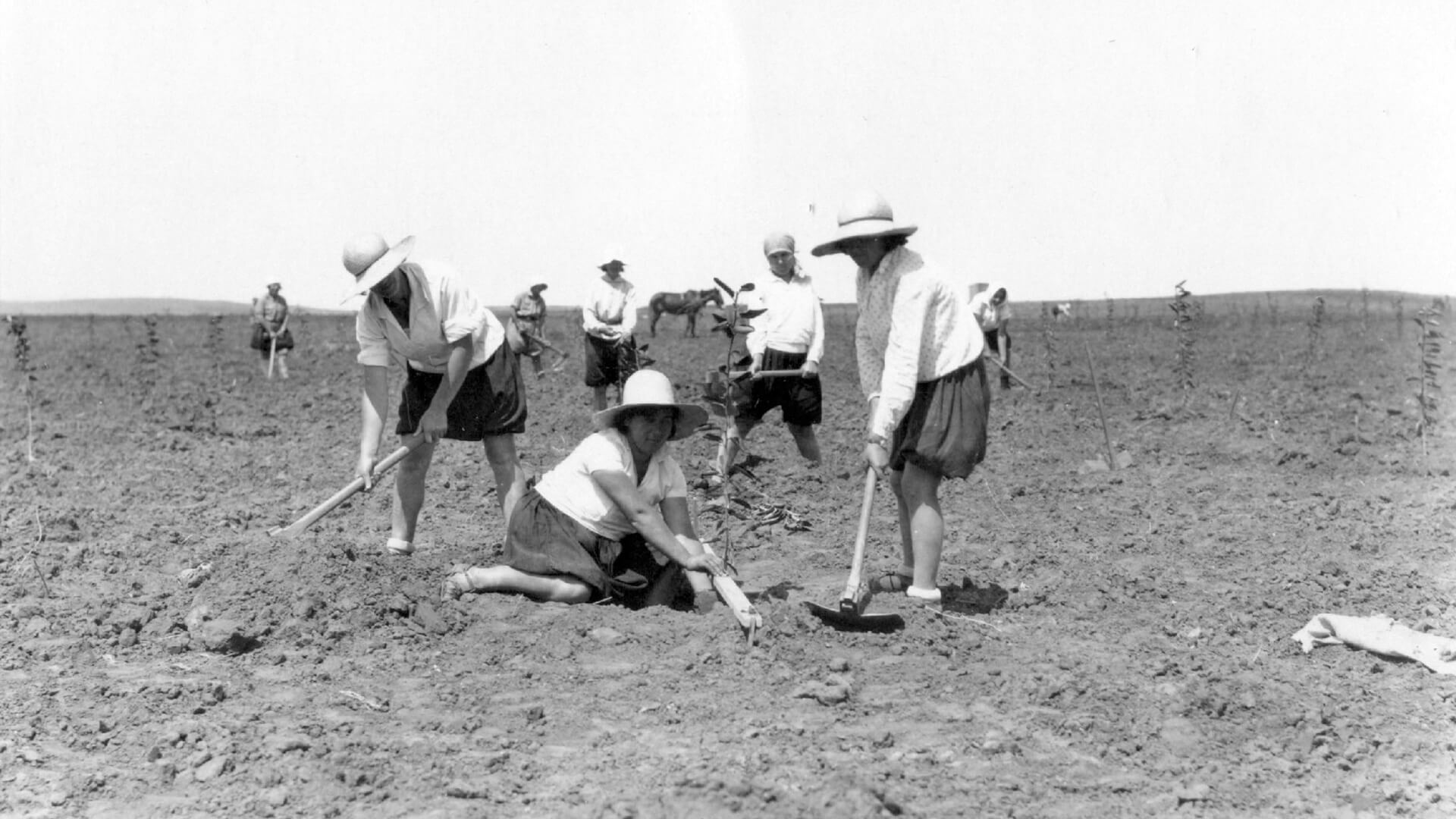 מתוך הארכיון (רפרודוקציה: תמר קנובל)