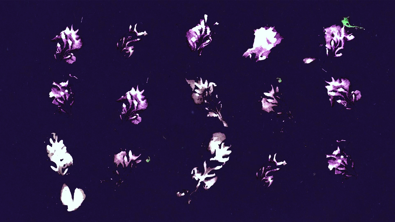 נופר שוויצר